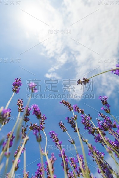 薰衣草。