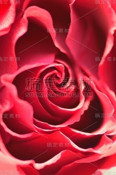 红色玫瑰花的宏观纹理