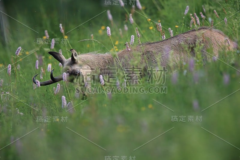 查莫瓦（鲁皮卡普拉鲁皮卡普拉）沃斯盖斯山，法国格姆森沃格森