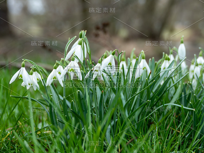 普通的雪花莲(雪花莲)