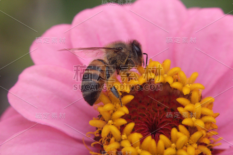 蜜蜂和花