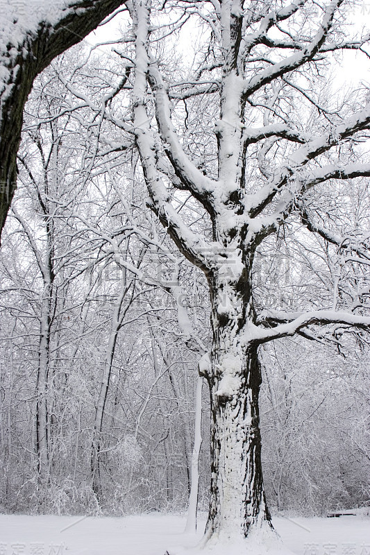 白雪覆盖的枫树和白雪覆盖的森林