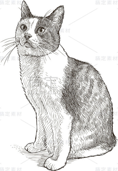家猫坐