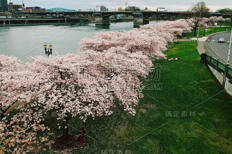 俄勒冈州波特兰的樱花盛开