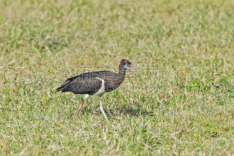 Abdim's stork (Ciconia abdimii)，也被称为白腹鹳，是一种黑色的鹳，灰色