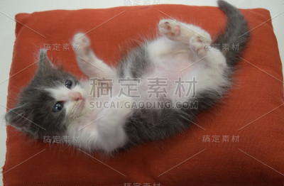 猫