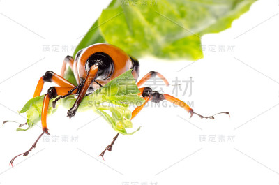 棕榈象鼻虫