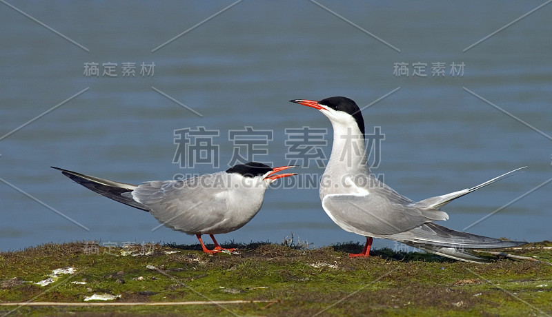 普通燕鸥