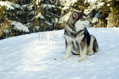 西伯利亚雪橇犬小狗