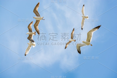 一群海鸥在天空中飞翔