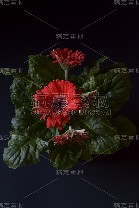 美丽的红色非洲菊花-巴伯顿雏菊，德兰士瓦雏菊，非洲菊