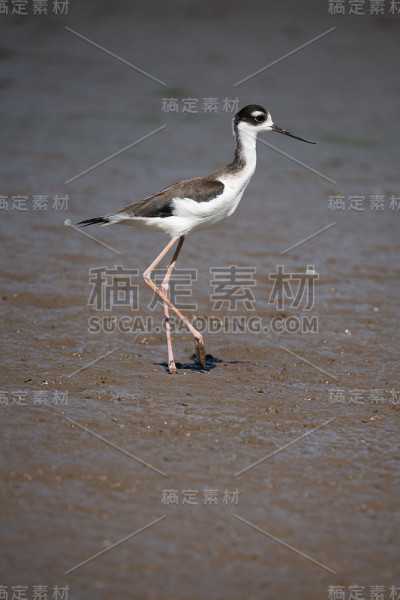黑颈鹤等支撑物