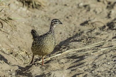 凤冠鸟(Dendroperdix sephaena)是凤冠鸟科的一种。坦桑尼亚的Tarangire国