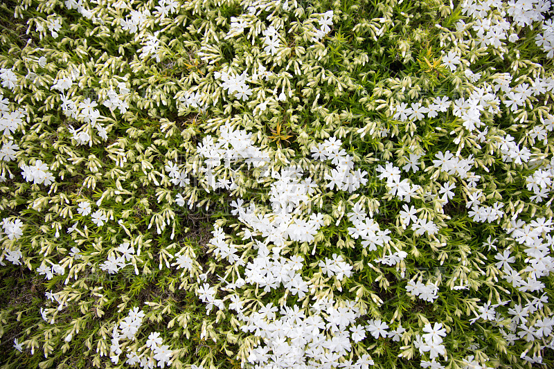 日本川口町的白苔夹竹桃花