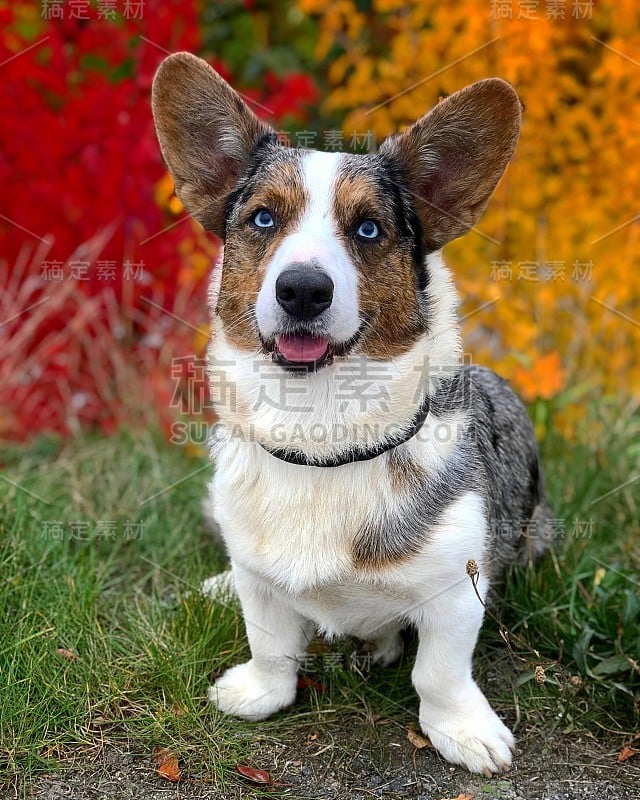 瑞典秋天的柯基犬丹尼斯