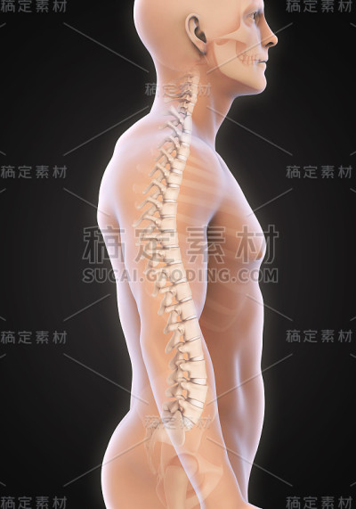 人类脊柱解剖