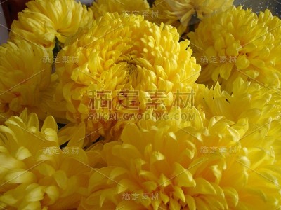 开花植物种类繁多