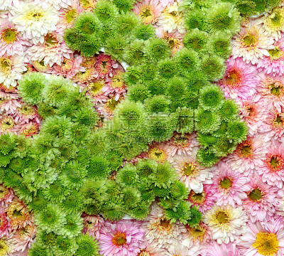 粉红色和绿色花朵的背景