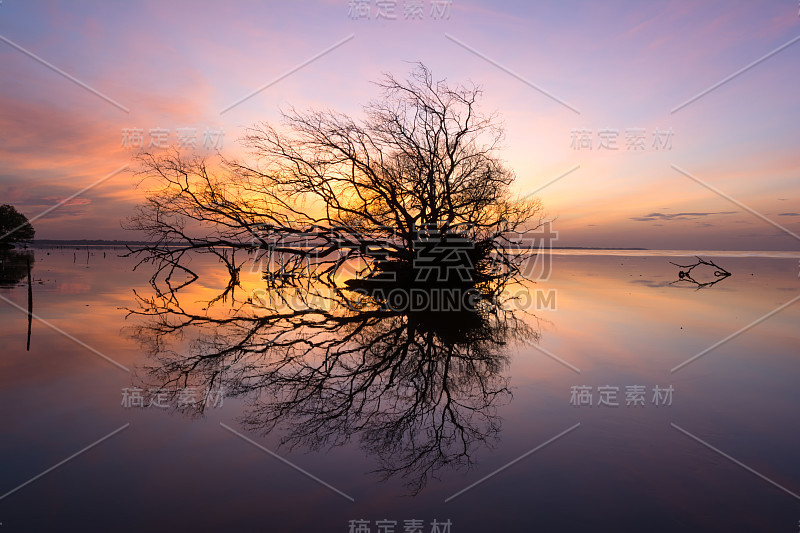 枯树，太阳，大海和天空