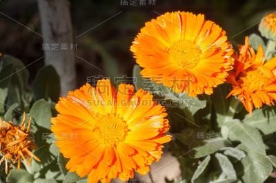 金盏菊属药用植物(金盏菊)的橙花特写
