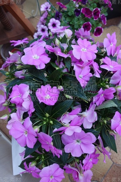 凤仙花盆景春季