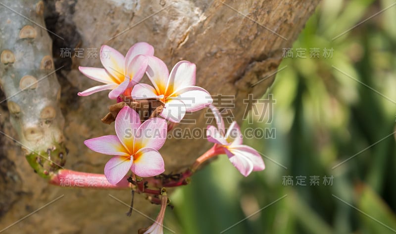 鸡蛋花