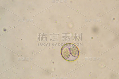 从拉布拉多猎犬幼犬感染样本中分离的艾美耳菌/等孢子菌卵囊