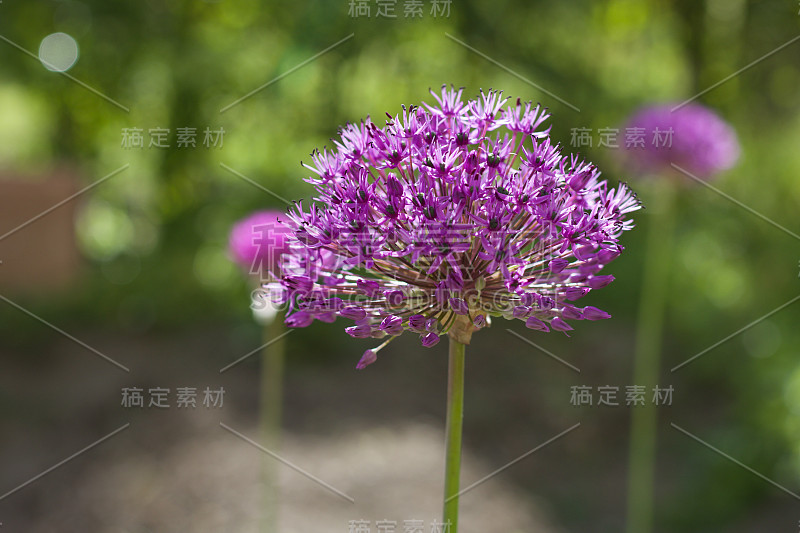 自然界中紫色的观赏巨葱花