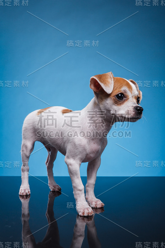 吉娃娃