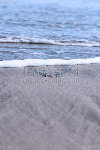 海贝壳