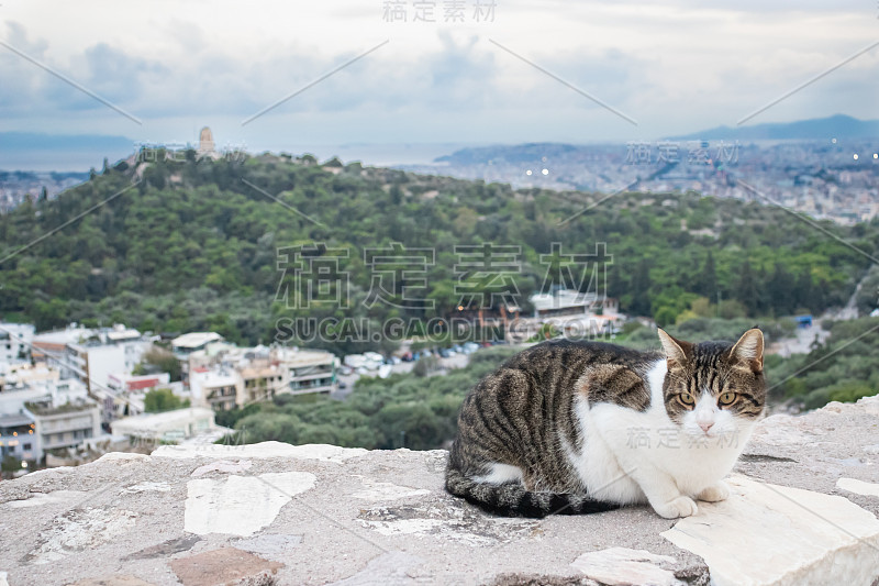 从希腊雅典帕台农神庙眺望城市的猫