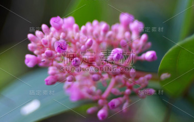 小粉红