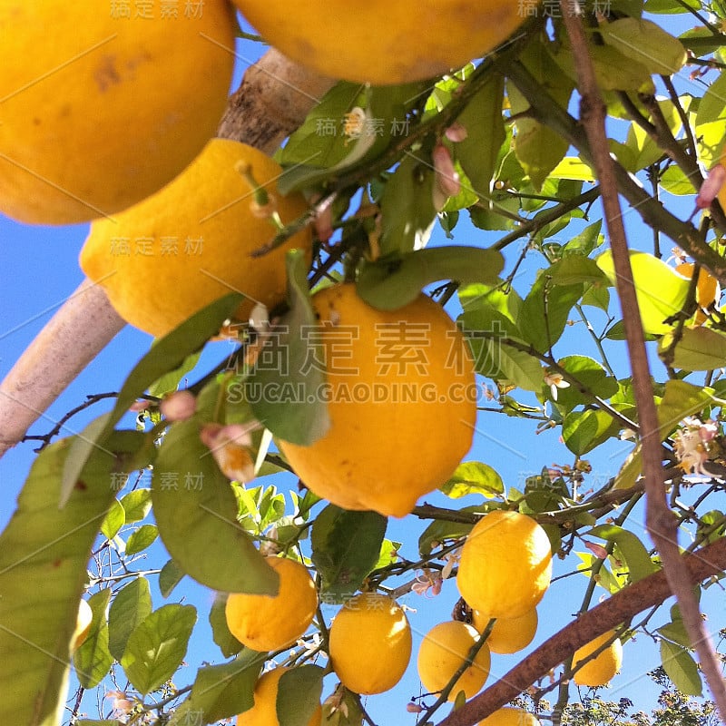 limonnaire