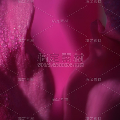 玫瑰的亲密
