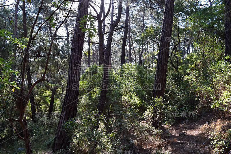 植物的土耳其。克姆地区自然。Calis Tepe(山)小径。小亚细亚特有的松林