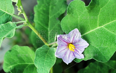 茄子花