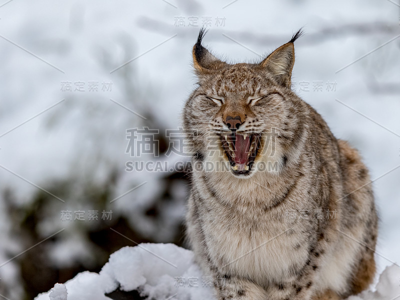 欧亚山猫，山猫，在雪地里打哈欠