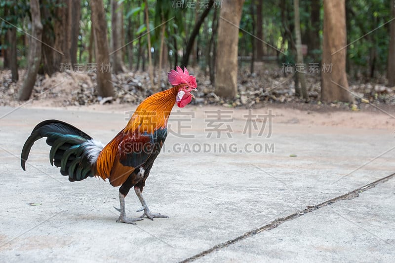 地板上的公鸡