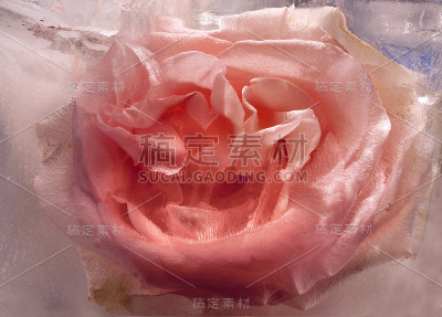背景玫瑰花在冰块与气泡。