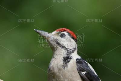 大斑点啄木鸟