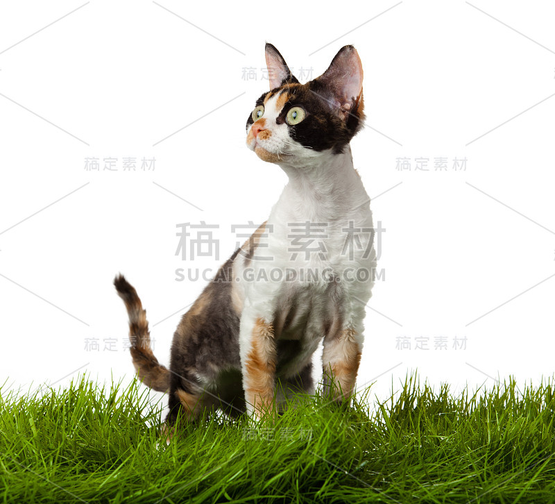 草丛中的德文郡雷克斯猫。isolatet白色。