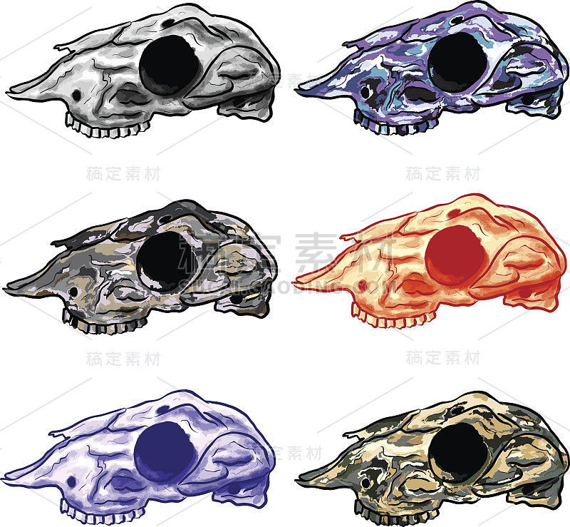 彩色羊头骨线艺术插图向量