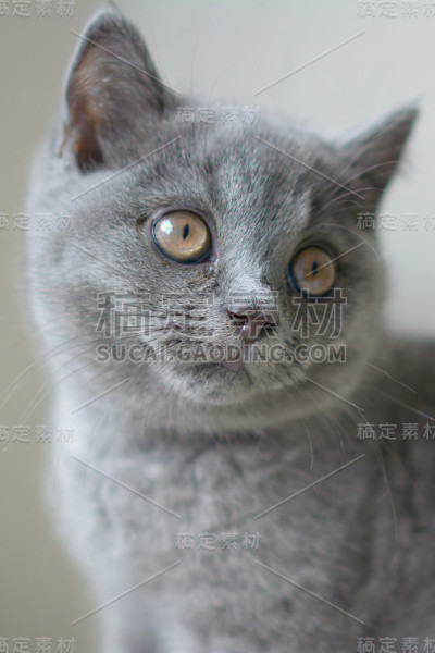 黑色背景上的小猫。