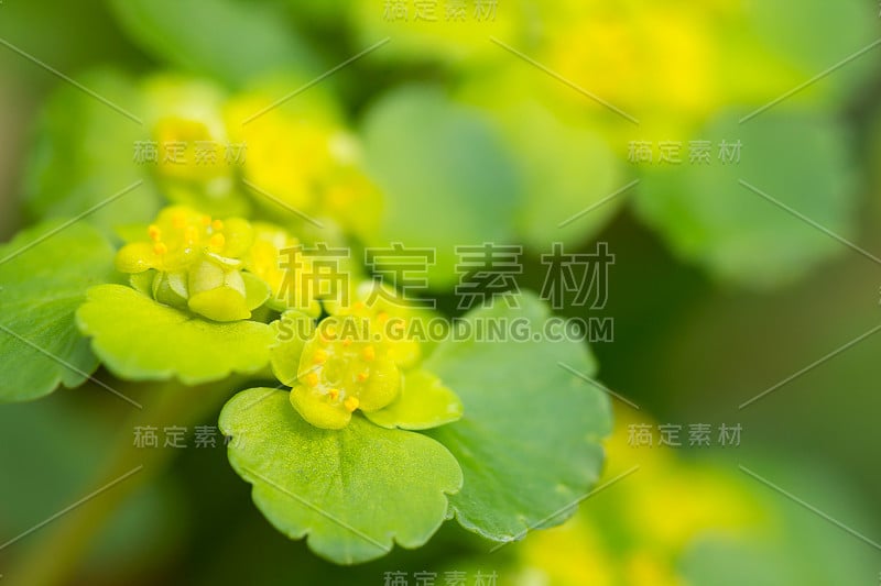 金虎耳草(金虎耳草或金虎耳草)是一种多年生垫状植物，生长于潮湿的环境中，有黄绿色的苞片和无花瓣的黄绿