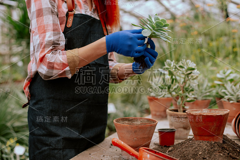 在镜头前的过程中，种植一种装饰性的花，园丁非常细心地在花盆里工作