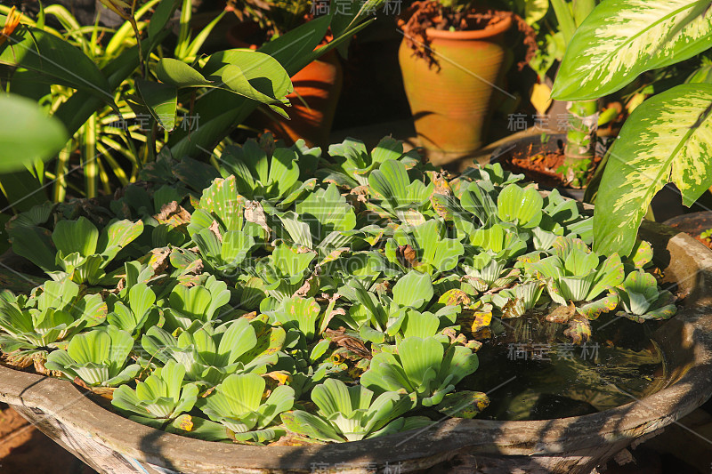 现代家庭园艺:春季温室中新鲜新种植物