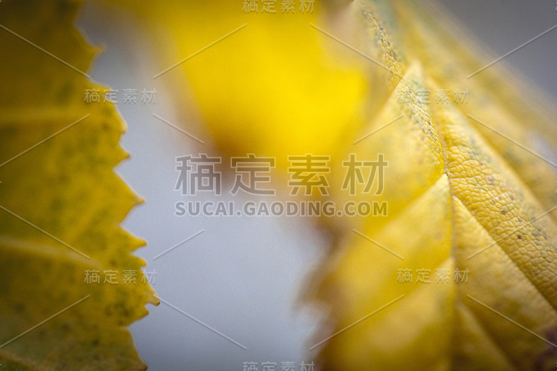 树叶