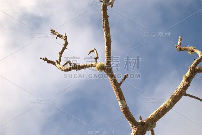无叶但枝上长满苔藓的树枝
