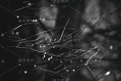 秋雨后的树枝