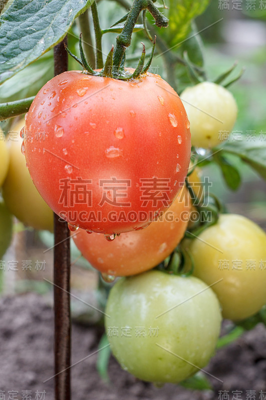 花园里的灌木上生长着成熟的红色和未成熟的绿色番茄